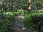 Hilltop Lodge's Woods Riding Area on 50+ Acres