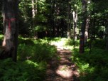 WOODS TRAIL