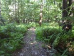WOODS TRAIL