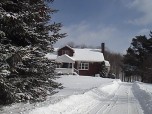 Coming up the Pine Tree Driveway